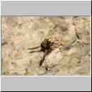 E-Odynerus spinipes w07 beim Schornsteinbau.jpg